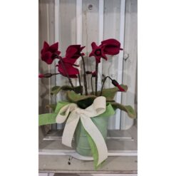 CICLAMINO VINACCIA KIT
