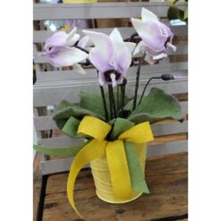 CICLAMINO PANNA/LILLA KIT
