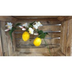 LIMONCELLO KIT