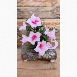 CAMPANELLO NEL TRONCHETTO ROSA KIT