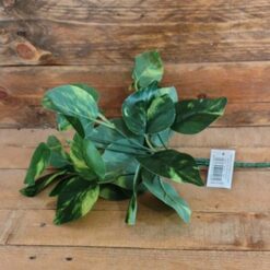 BOTANICA FOGLIE VERDI
